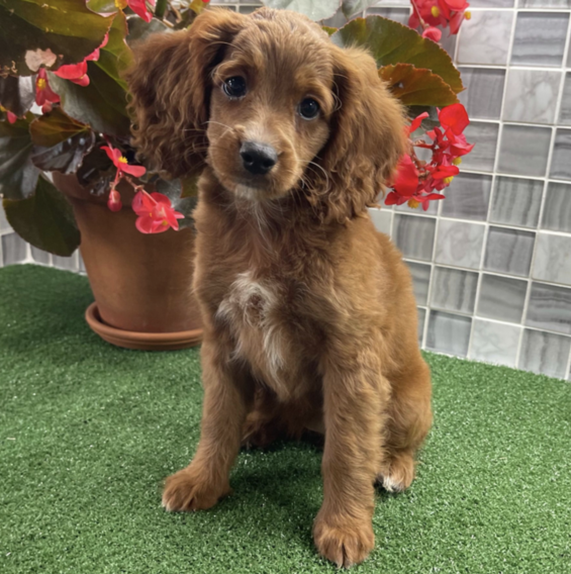 comprar cachorros sanos, baratos y asequibles para la venta